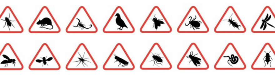 Servicios de control de plagas en Las Rozas