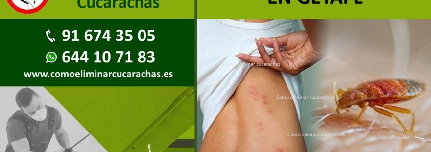 CONTROL DE CHINCHES EN GETAFE