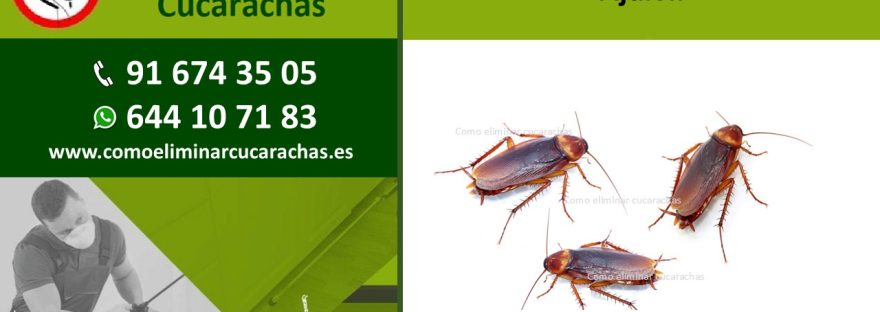 Como eliminar cucarachas en Ajalvir