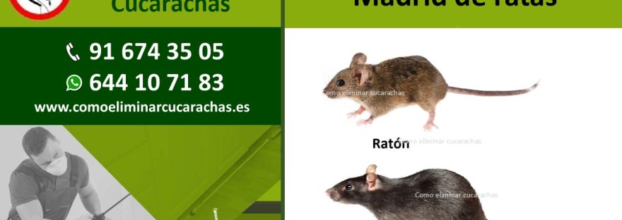 Control de plagas Madrid de ratas