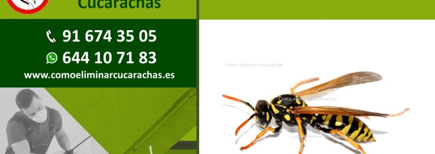 Control de plagas de Avispas en Alcobendas