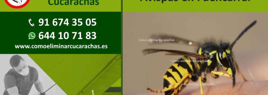 Control de plagas de Avispas en Fuencarral