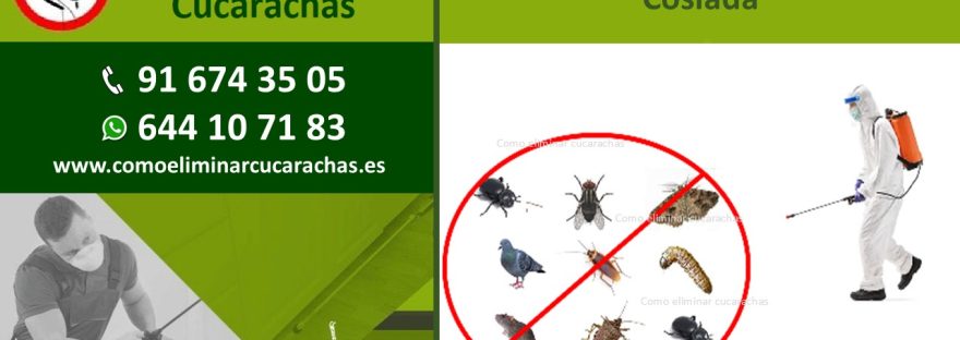 Control de plagas para locales en Coslada