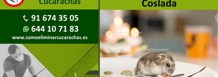 Control de ratas en Coslada