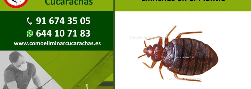 Empresa control de plagas de chinches en El Plantío