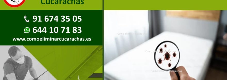 Empresa control de plagas de chinches en Puente de Vallecas