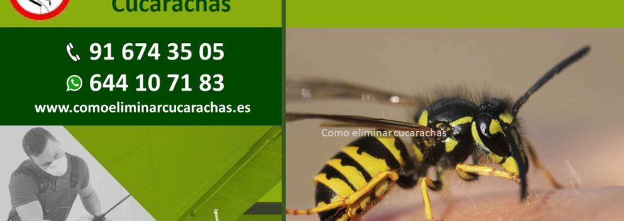 Empresa de Control de Plagas de Avispas en Boadilla del Monte