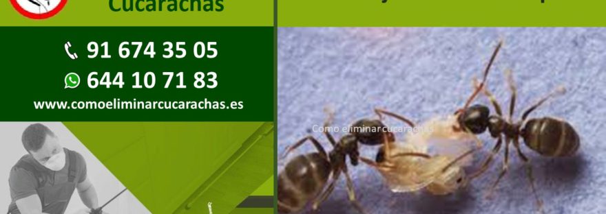 Empresa de control de plagas de hormigas en Mejorada del Campo