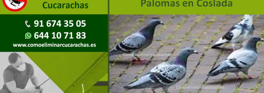Empresas control de Plagas de Palomas en Coslada