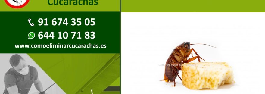Presupuesto de control de plagas de cucarachas en Coslada