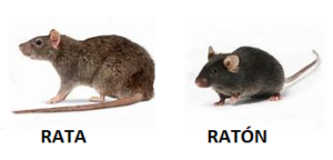 Control de plagas de Ratas en Carabanchel