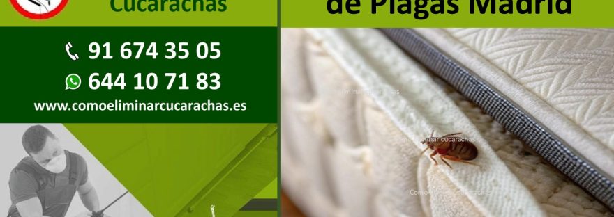 Servicios de Control de Plagas Madrid
