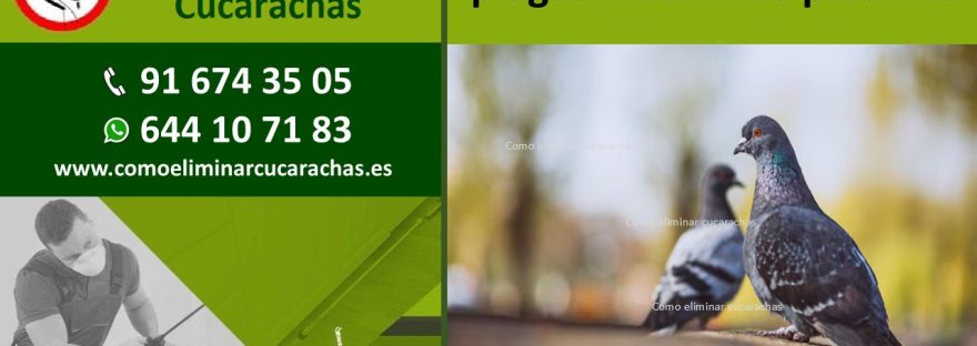 Servicios de control de plagas Madrid de palomas