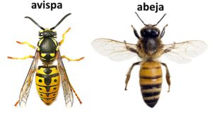 Empresa de Control de Plagas de Avispas en Mejorada del Campo