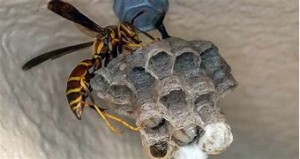Empresa de Control de Plagas de Avispas en Majadahonda