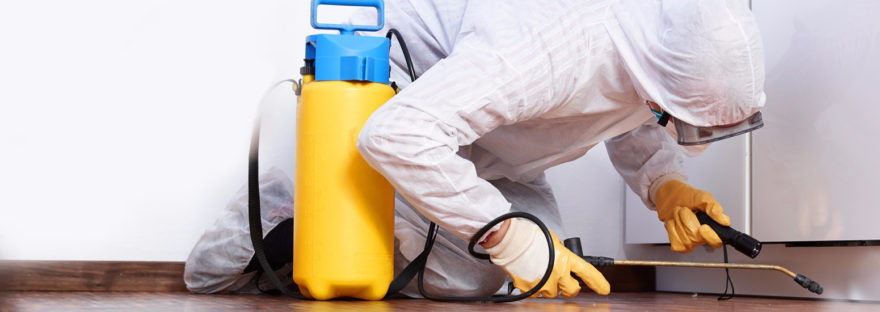 Empresas de Fumigación en Aluche