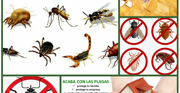 Empresas de Fumigación en Aluche