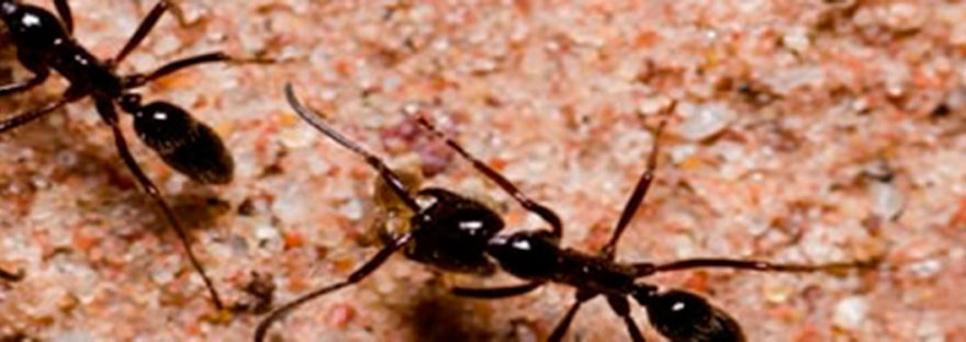 Empresa de control de plagas en Mejorada del Campo