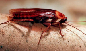 Presupuesto de  control de plagas de cucarachas en Vallecas