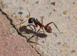 Empresa de control de plagas de hormigas en Mejorada del Campo