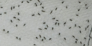 Empresas control de plagas de mosquitos en Torrelodones Empresas control de plagas de mosquitos en Torrelodones