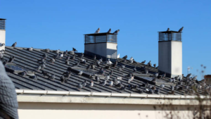 Presupuesto control de Plagas de Palomas en Majadonda
