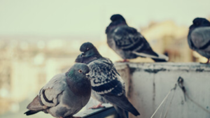 Empresas control de Plagas de Palomas en Coslada