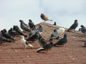 Empresas Baratas de control de Plagas de Palomas en Madrid
