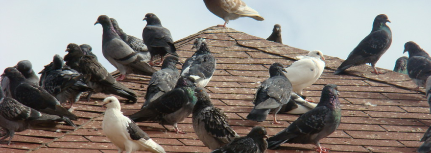 Empresas Baratas de control de Plagas de Palomas en Madrid