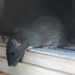 Control de Plagas de Ratas y Ratones