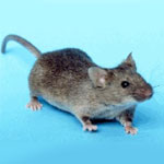Control de Plagas de Ratas y Ratones