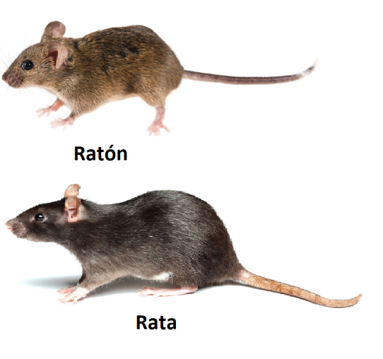 Control de plagas Madrid de ratas
