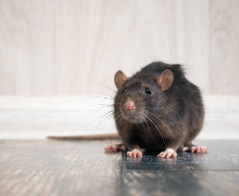 Control de ratas en Arganzuela